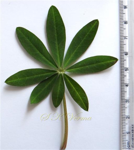  Leaf (Adaxial view)